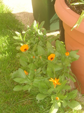 Marigolds