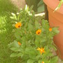 Marigolds