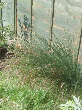 April grasses
