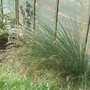 April grasses