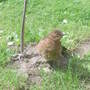 Baby Blackbird