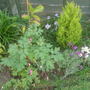 April garden