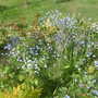 April garden