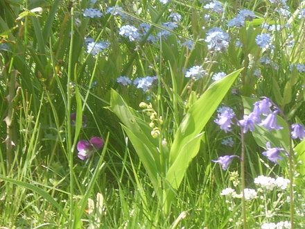 Lilley of the valley