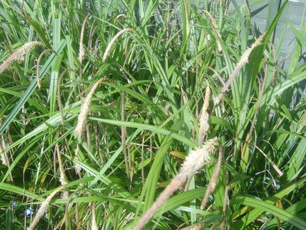 flowering grasses