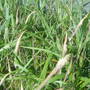 flowering grasses