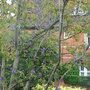 Clematis alpina 'Helsingborg' (Clematis alpina 'Helsingborg')