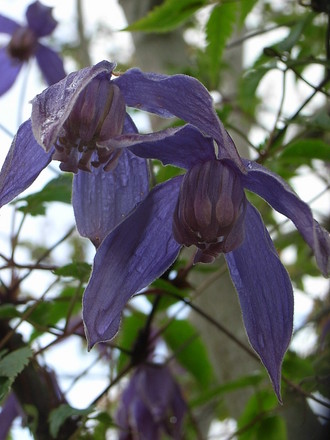 Clematis alpina 'Helsingborg' - close-up (Clematis alpina 'Helsingborg')
