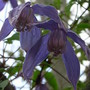 Clematis alpina 'Helsingborg' - close-up (Clematis alpina 'Helsingborg')