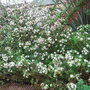 Daphne_tangutica