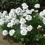Iberis sempervirens 'Snowflake' (Iberis sempervirens 'Snowflake')