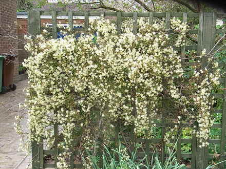 Clematis x cartmanii 'Moonbeam' (Clematis x cartmanii 'Moonbeam')