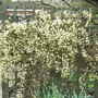 Clematis_x_cartmanii__moonbeam_