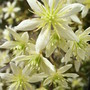 Clematis x cartmanii 'Moonbeam' - close-up (Clematis x cartmanii 'Moonbeam')