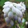 Unnamed variety (Muscari)