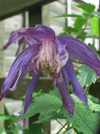 Clematis macropetala 'Clochette Pride' (Clematis macropetala 'Clochette Pride')