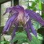 Clematis_macropetala__clochette_pride_