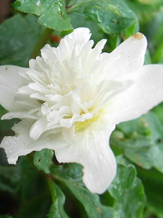 Anemone sylvestris 'Flore Pleno' (Anemone sylvestris 'Flore Pleno')