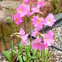 Primula rosea (Primula rosea)