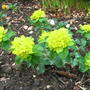 Euphorbia polychroma (Euphorbia polychroma)