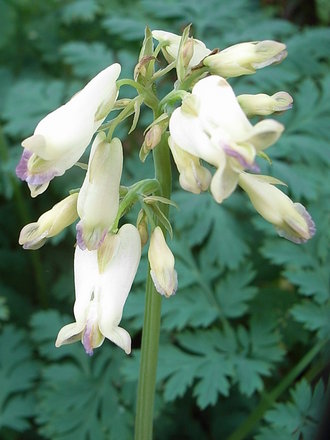 Dicentra 'Pearl Drops' (Dicentra 'Pearl Drops')