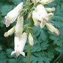 Dicentra__pearl_drops_