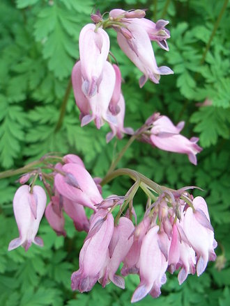 Dicentra formosa (Dicentra formosa)