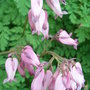 Dicentra_formosa