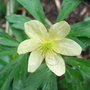 Anemone_x_lipiensis