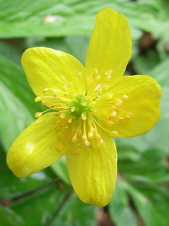 Anemone ranunculoides (Anemone ranunculoides)