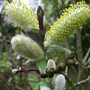 Salix hastata 'Wehrhahnii' (Salix hastata 'Wehrhahnii')