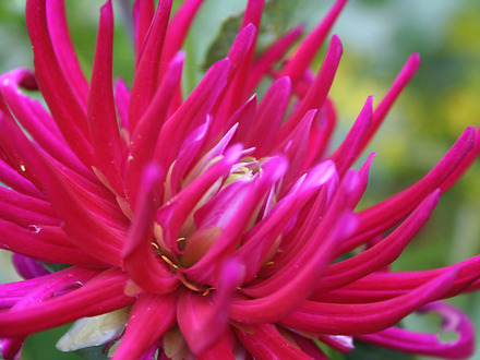 cactus dahlia
