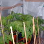 tomatos 