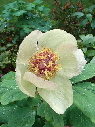 Paeonia mlokosewitschii (Paeonia mlokosewitschii)