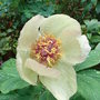 Paeonia_mlokosewitschii