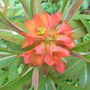 Euphorbia_griffithii__fireglow__-_close-up