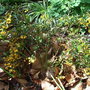 Berberis_x_stenophylla__irwinii_
