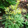Primula veris (Primula veris)