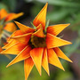 Gazania