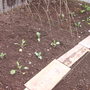 Close up of veggies