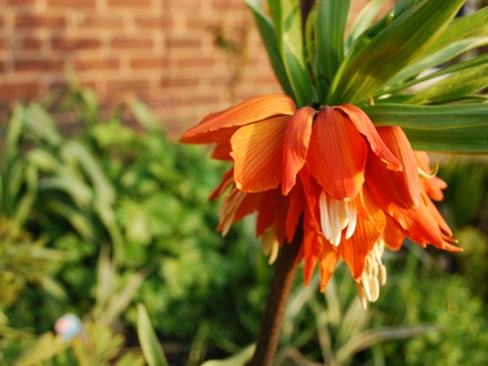 Fritillaria Crown Imperial (Fritillaria)