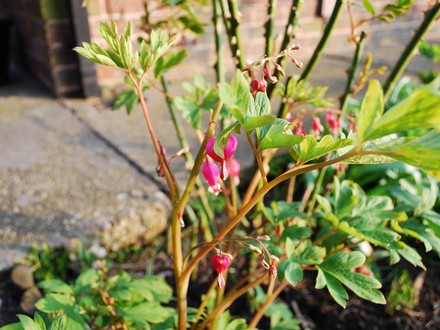 Bleeding Heart (Dicentra spectablis)