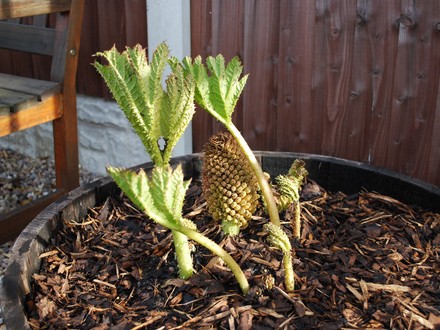 Gunnera Manicata