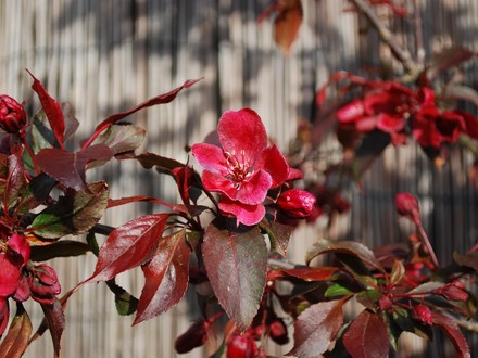 Malus (crab apple) blossom (Malus)