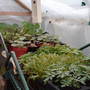 some of my plants in greenhouse