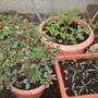 rose and transplants