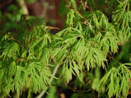 Acer