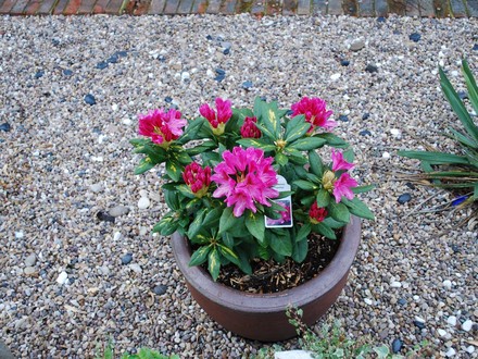 Rhododendron Cosmopolitan