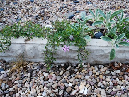 Phlox douglasii (Phlox douglasii)