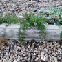 Phlox darwinii (Pholx Darwinii)